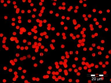 Fluorescent Particles Thermo Scientific™ Fluoro-Max™ Dyed Polystyrene Microsphere in Water Flow Cytometry / Microscopy pH 5.0 to 8.0 15 mL - 09980472