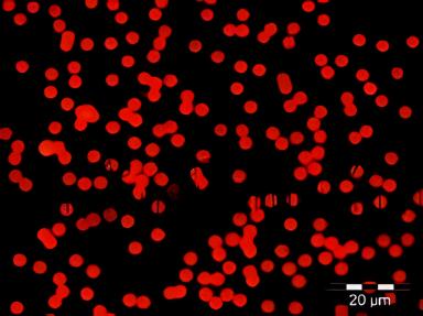 Fluorescent Particles Thermo Scientific™ Fluoro-Max™ Dyed Polystyrene Microsphere in Water Flow Cytometry / Microscopy pH 5.0 to 8.0 15 mL - 09980454
