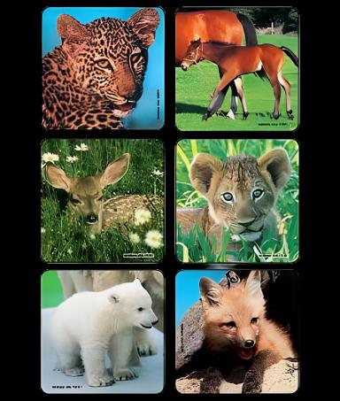 Kids Love Stickers® 90 per Roll Baby Animal Photos , Assorted Sticker 2-1/2 Inch - 2001