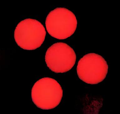 Fluorescent Particles Thermo Scientific™ Fluoro-Max™ Dyed Polystyrene Microsphere in Water Flow Cytometry / Microscopy pH 5.0 to 8.0 5 mL