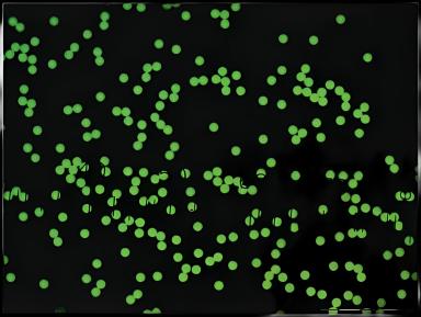Fluorescent Particles Thermo Scientific™ Fluoro-Max™ Dyed Polystyrene Microsphere in Water Flow Cytometry / Microscopy pH 5.0 to 8.0 15 mL - 09980434