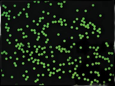 Fluorescent Particles Thermo Scientific™ Fluoro-Max™ Dyed Polystyrene Microsphere in Water Flow Cytometry / Microscopy pH 5.0 to 8.0 15 mL - 09980430